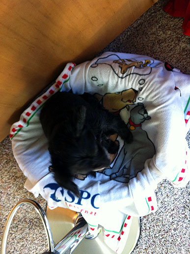 Morning dogs 001.JPG
